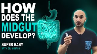 Embryology of the GIT II  Midgut Easy to Understand [upl. by Cordi]