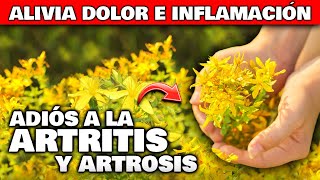 Las 5 PLANTAS que CURAN la ARTRITIS REUMATOIDE y la ARTROSIS  Alivio del DOLOR y la INFLAMACIÓN [upl. by Nilrak]