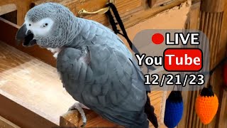 Einstein Parrot FB Live Replay 122123 [upl. by Essirehs696]