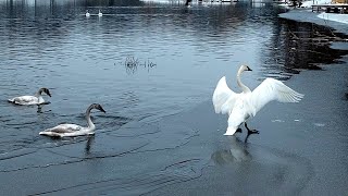 Trumpeter Swan Trumpeting Honking shorts [upl. by Aivek]