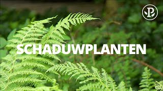 SCHADUWPLANTEN [upl. by Ahsim]