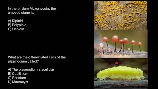 Myxomycota Slime mold life cycle [upl. by Ryon219]