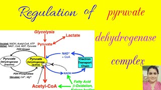 Regulation of pyruvate dehydrogenase complex in hindi [upl. by Attenol]