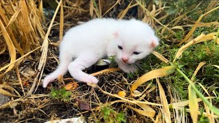 Rescue The Exhausted Newborn Kittens On The Village Road [upl. by Ling205]