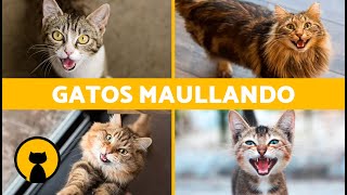 Los mejores MAULLIDOS de GATOS 🐱 ¡Gatos MAULLANDO Enojados Peleando Felices y Graciosos [upl. by Retsehc35]