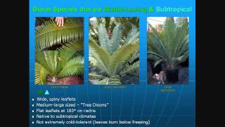 Cycads The 35 Best Cycads for Landscapes [upl. by Annail227]