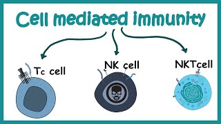 cell mediated immunity  cell types and effector response [upl. by Cherish]