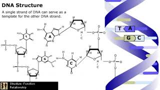 The Mechanism of DNA Replication [upl. by Skolnik]