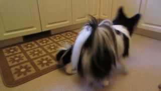 Cute Papillon Puppy Playing [upl. by Janna]