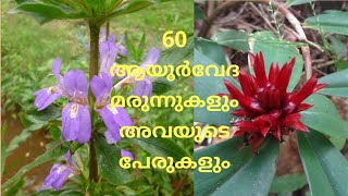 Medicinal Plants and names in malayalam  ആയുർവേദ സസ്യങ്ങളും പേരുകളും [upl. by Gassman]