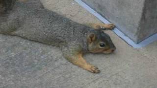 FUNNY SQUIRREL PLAYING DEAD [upl. by Viens911]