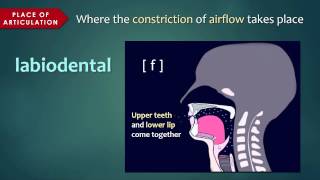 Introduction to Articulatory Phonetics Consonants [upl. by Renaldo]