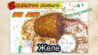 ЖЕЛЕ и ОГНЕННЫЕ МУРАВЬИ  FIRE ANTS Solenopsis geminata [upl. by Urbano]