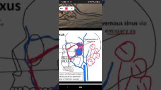 pterygoid venous plexus [upl. by Machute]