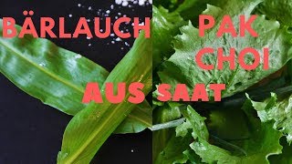 Bärlauch  Pak Choi Aussaat [upl. by Oralie828]