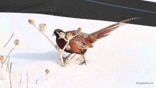 Ringnecked Pheasant [upl. by Pack]