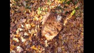 Lagotto cherchant les truffes [upl. by Tiphany8]