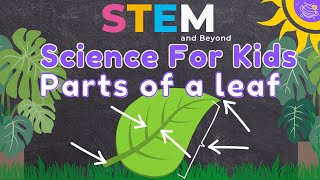 Parts of a Leaf  Science For Kids  STEM Home Learning [upl. by Netsrejk]