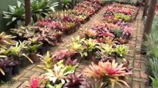 Adrian Bromeliads Part 3 [upl. by Noed]