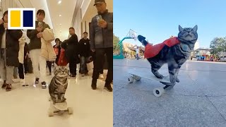 Skateboarding cat in China breaks Guinness world record [upl. by Mahau]