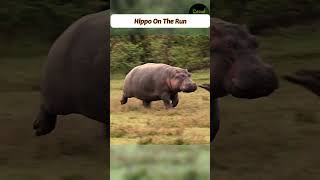 Hippo On The Run hippo [upl. by Schwinn]