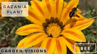 BEES  Attractive view of bees on the Gazania plant in my garden [upl. by Ateuqahs679]