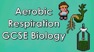 Aerobic Respiration Germinating peas  Biology WJEC  GCSE REVISION [upl. by Osnerol]