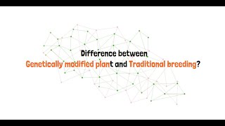 Difference between Genetically modified plant and Traditional breeding [upl. by Brey]