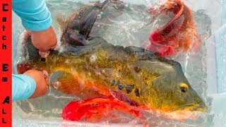 COLORFUL FISH in the STREET into POOL POND [upl. by Metcalf513]