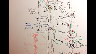 Neuroanatomie  Fasciculele Spinobulbare [upl. by Namsaj869]