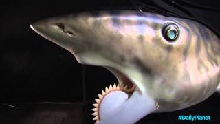 Daily Planet Shark Week  Helicoprion Shark [upl. by Lorou]