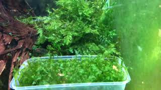 Danio erythromicron  Dwarf Emerald Rasbora Spawning RARE FOOTAGE [upl. by Taft624]