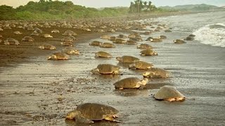 Olive Ridley Turtle Arribada Costa Rica [upl. by Zasuwa]