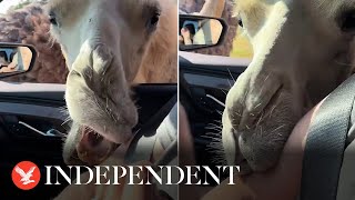 Camel barges through car window at safari park and bites grandmothers arm [upl. by Nibor]