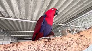 2 adult breeding pairs of Blue and gold macaw  Eclectus parrot  African grey parrot breeding [upl. by Sharpe606]