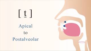 t̠  unvoiced unaspirated apical postalveolar stop [upl. by Gathard265]