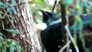 Tui Bird Sounds [upl. by Hardie]