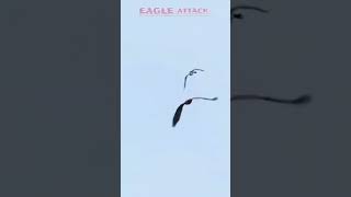 EAGLE ATTACK wildlife eglelife subscribemychenal wildbird [upl. by Gersham]