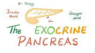 The Exocrine Pancreas Enzymes [upl. by Ahsinrat134]