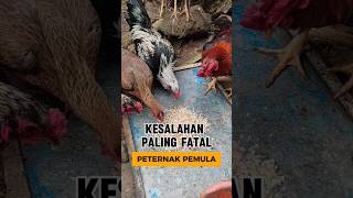 Kesalahan Fatal Ternak Ayam Kampunģ Pemula shorts [upl. by Calendre]