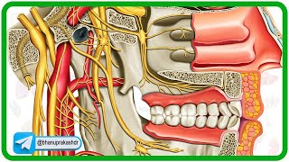 Cervical part of sympathetic trunk Anatomy Animation [upl. by Sexton]