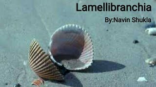 Lamellibranchia  BivalviaPelecypodaLasthopeByNavin Shukla [upl. by Khano]