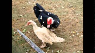 Muscovy Ducks Forced Mating  Zenxin Organic Park [upl. by Rosalyn77]