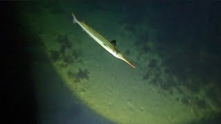 NIGHT DIVING CATCH AND COOK  Kooks Corner EP41 [upl. by Loring]