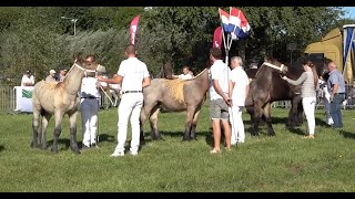 80e editie Fokpaardendag Gemert [upl. by Hightower546]