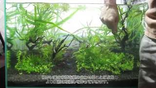 31アクアリウム2015 水草レイアウト立ち上げAquarium2015 [upl. by Ceporah574]