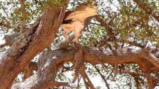 Martial Eagle with Serval Cat kill [upl. by Frederica518]