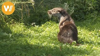 Fischotter  Unsere Tierwelt Kurze Tierdokumentation [upl. by Still]