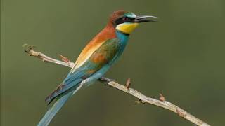 Song bird beeeater mp3 [upl. by Ettereve]