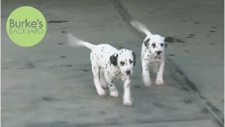 ‪Burkes Backyard Dalmatian Dog Road Test‬ [upl. by Introk]